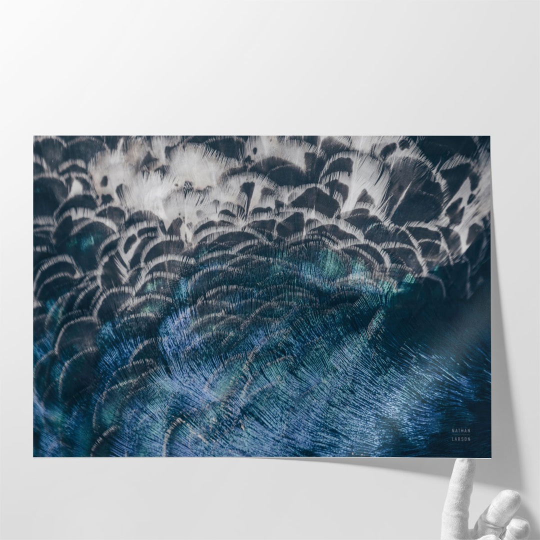 Peacock Study II - Canvas Print Wall Art