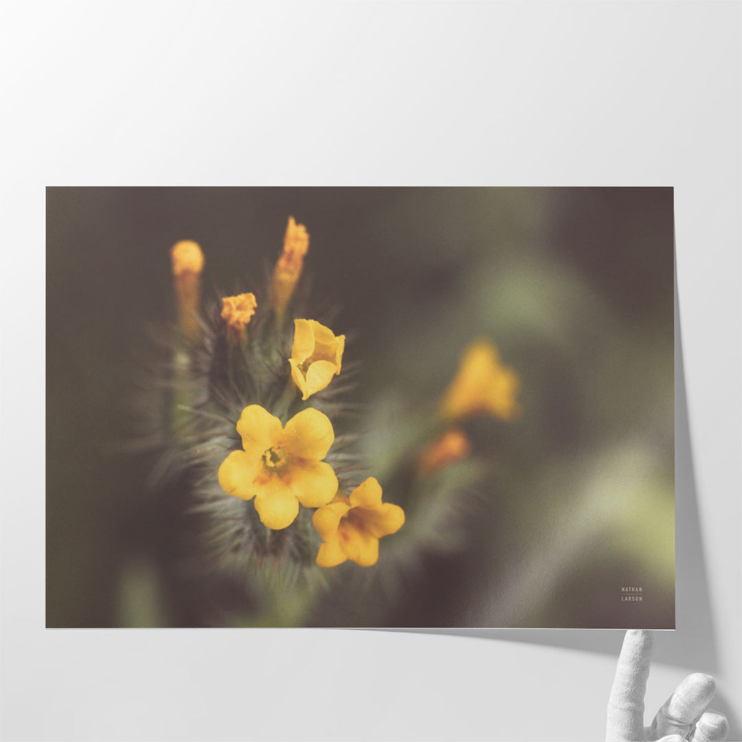 Common Fiddleneck II - Canvas Print Wall Art