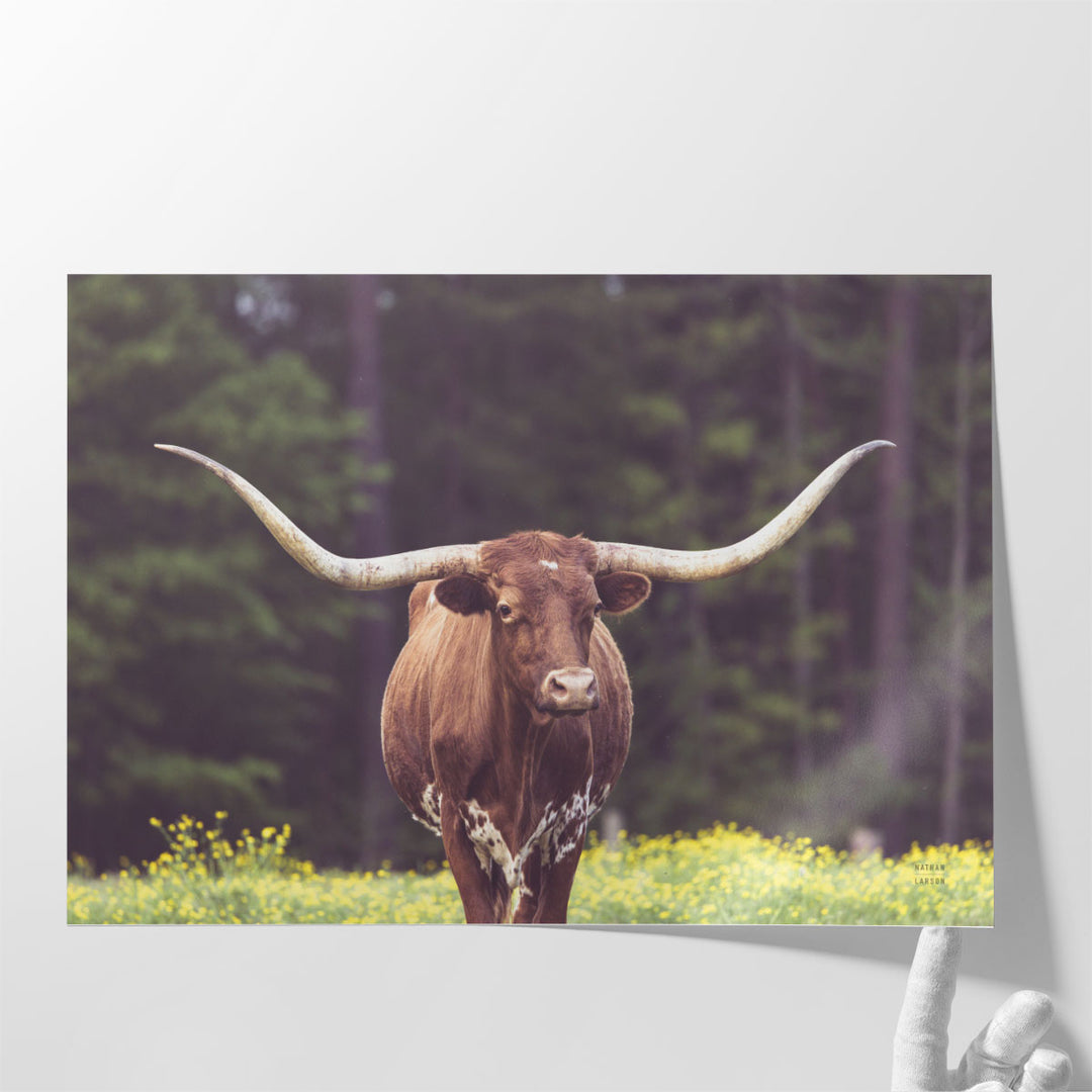 Longhorn Flowers - Canvas Print Wall Art