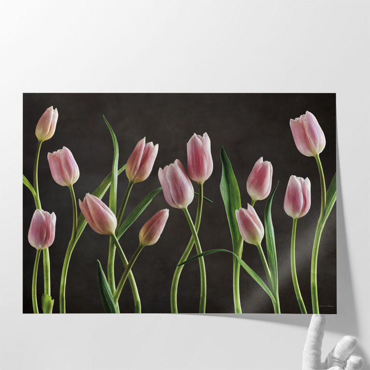 Spring Tulips IX - Canvas Print Wall Art