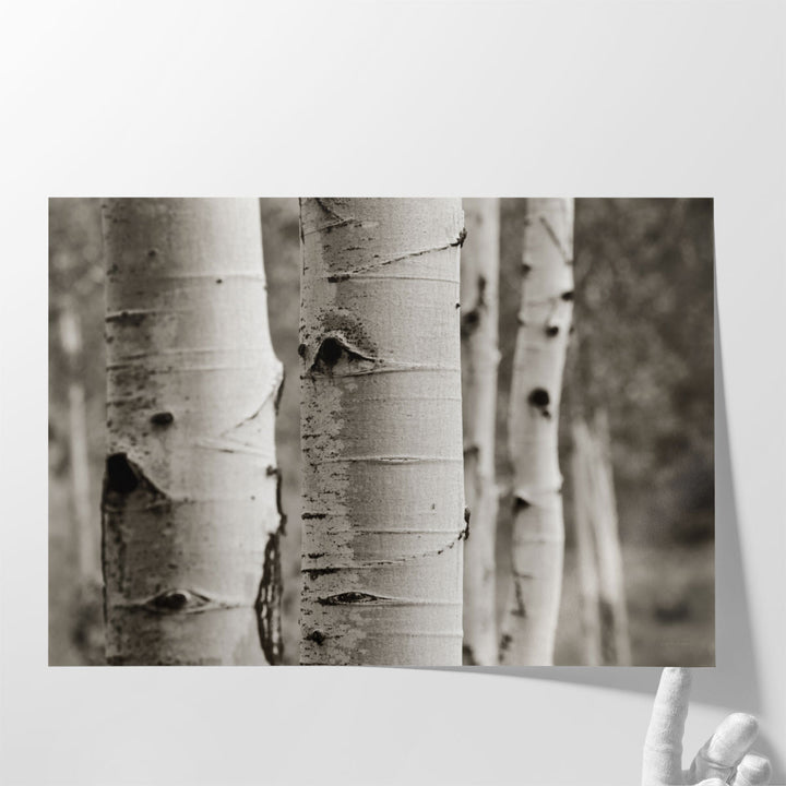 Aspens III - Canvas Print Wall Art