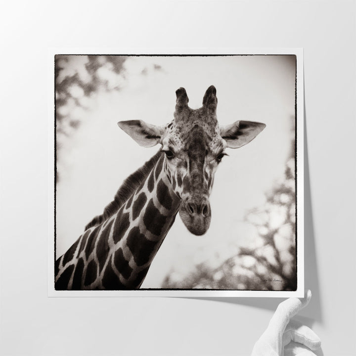 Giraffe I - Canvas Print Wall Art