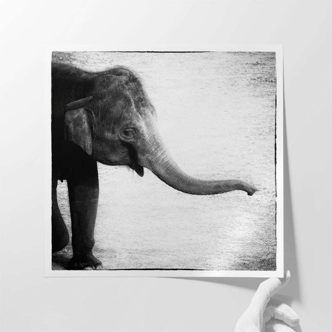 Elephant II Black and White - Canvas Print Wall Art