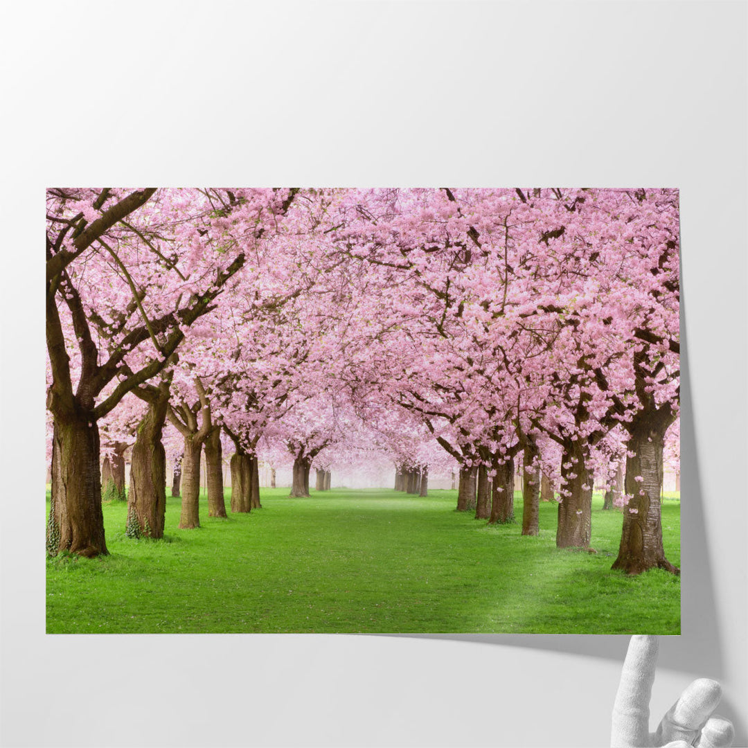 Ornamental Garden With Blossoming Cherry Trees - Canvas Print Wall Art