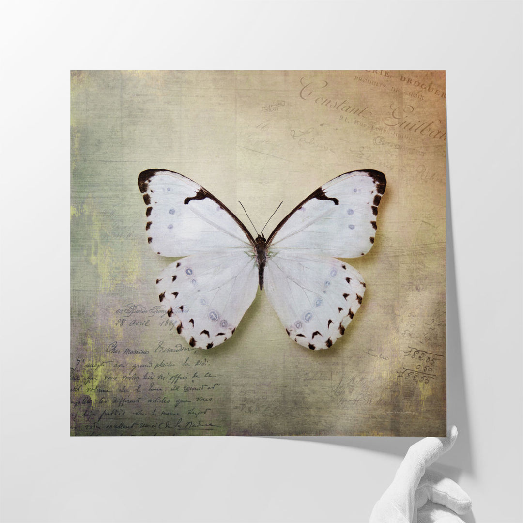 French Butterfly II - Canvas Print Wall Art