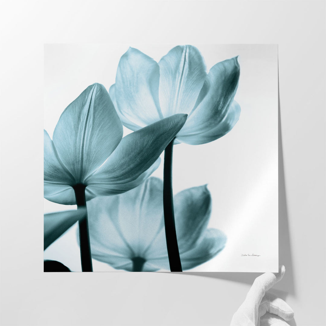 Translucent Tulips III Aqua - Canvas Print Wall Art