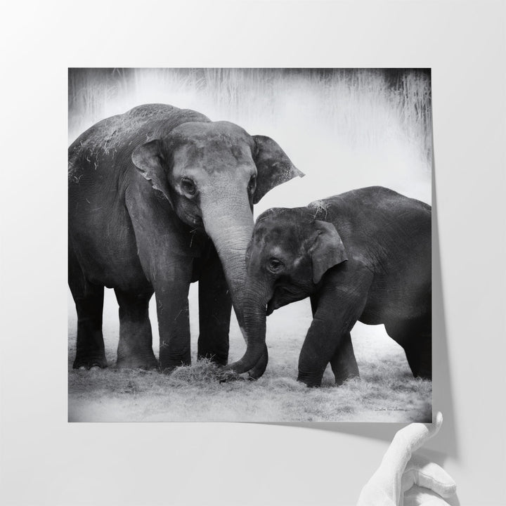 Elephant III Black and White - Canvas Print Wall Art