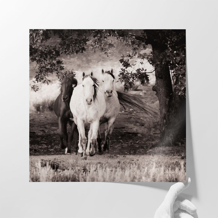 Three Wild Horses Sepia - Canvas Print Wall Art