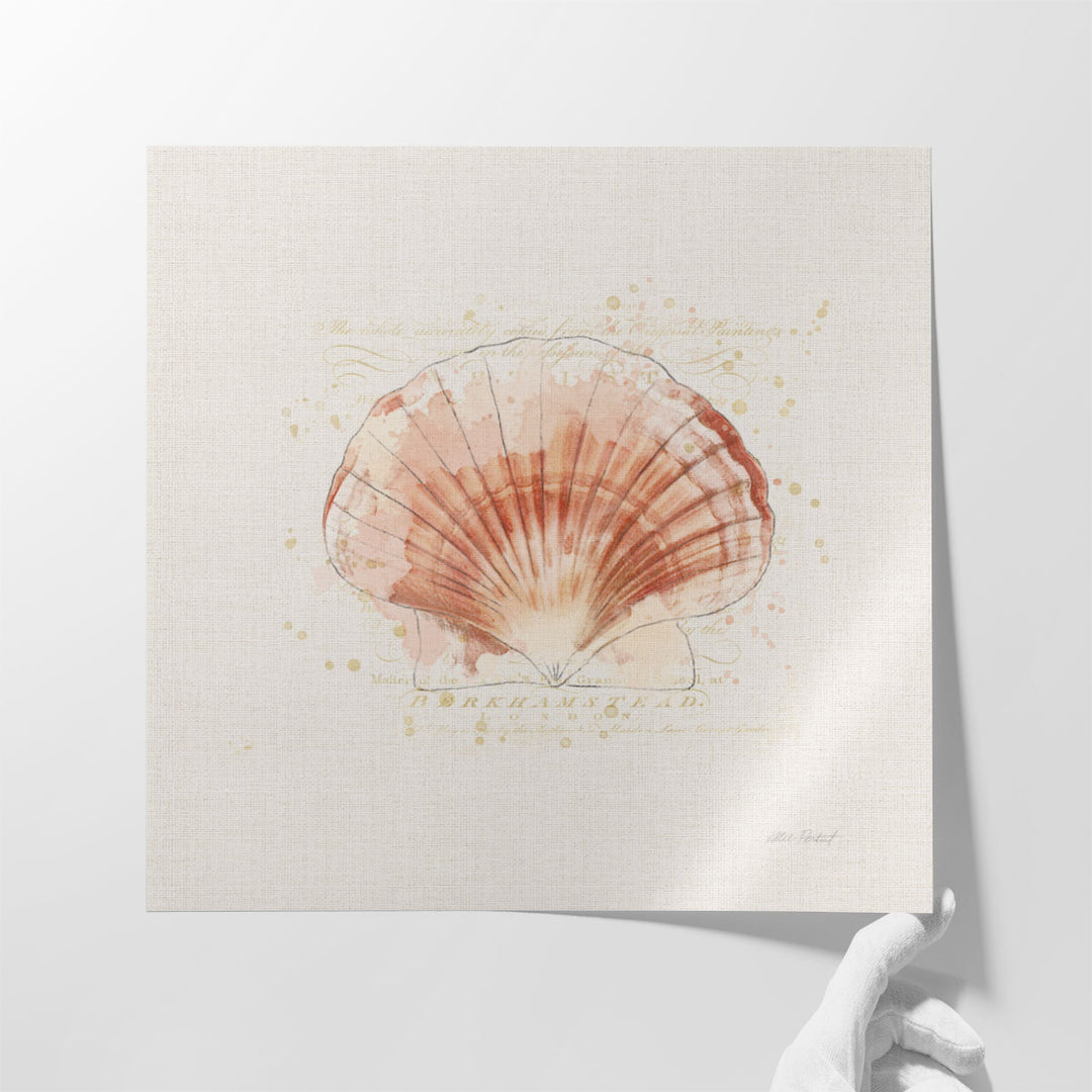 Shell Collector IV - Canvas Print Wall Art