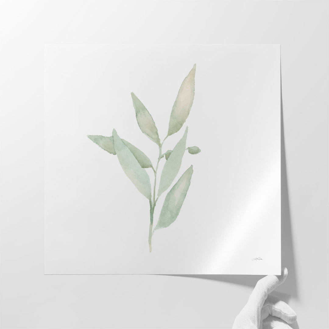 Sage II - Canvas Print Wall Art