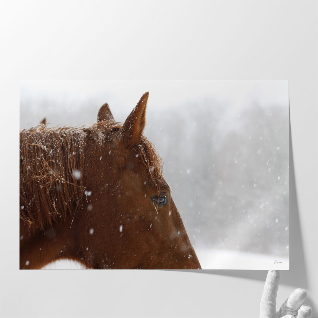 Snowy Caleb - Canvas Print Wall Art