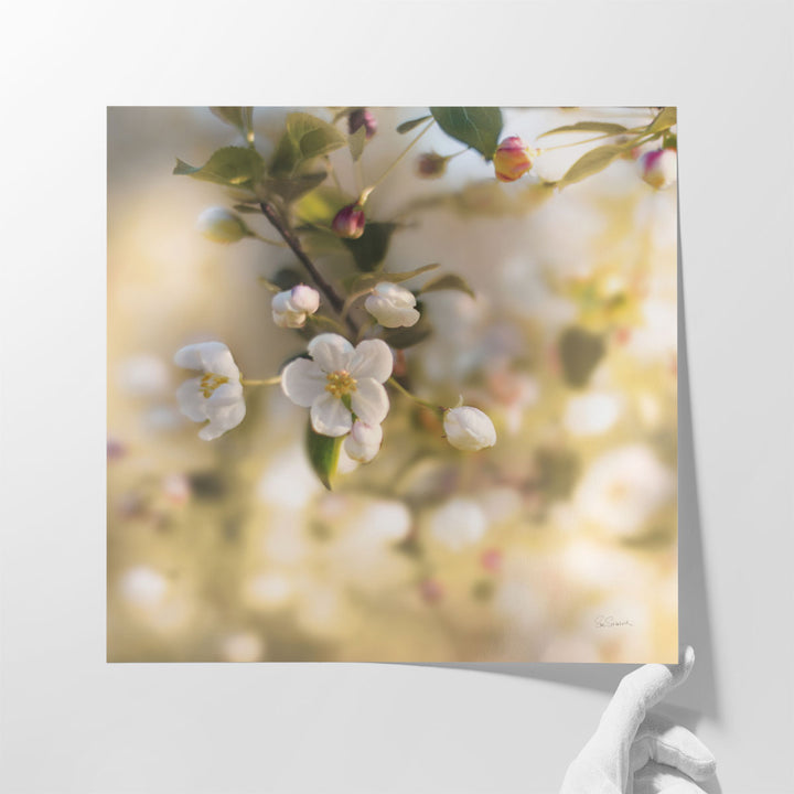 Blush Blossoms I - Canvas Print Wall Art