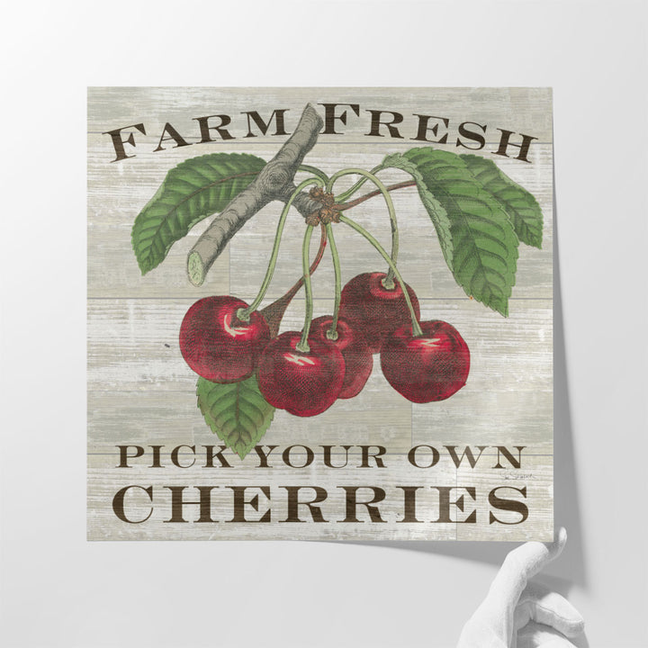 Farm Fresh Cherries - Canvas Print Wall Art