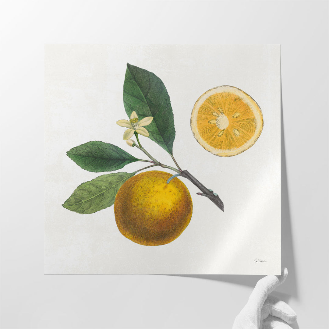 Classic Citrus II - Canvas Print Wall Art