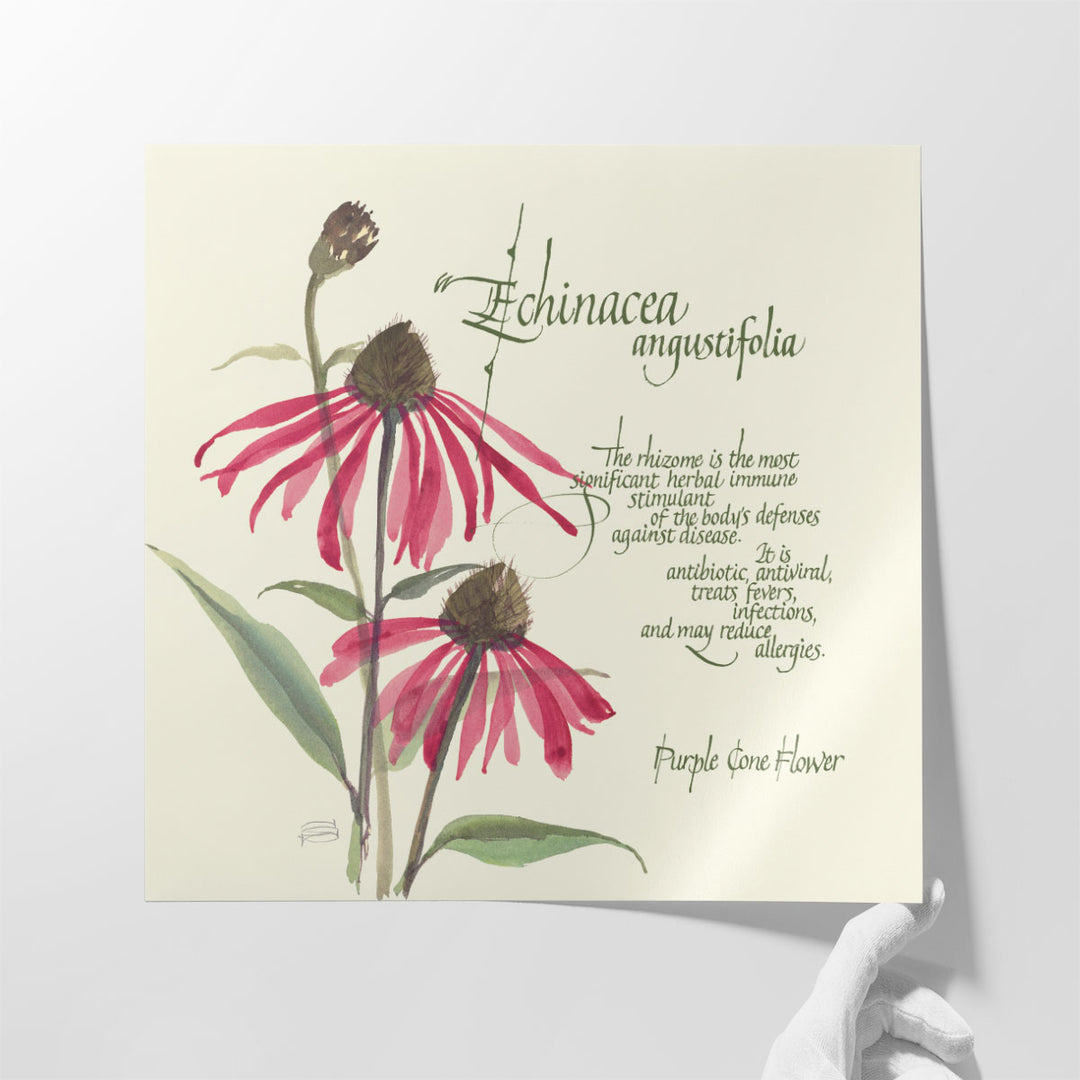 Echinacea - Canvas Print Wall Art