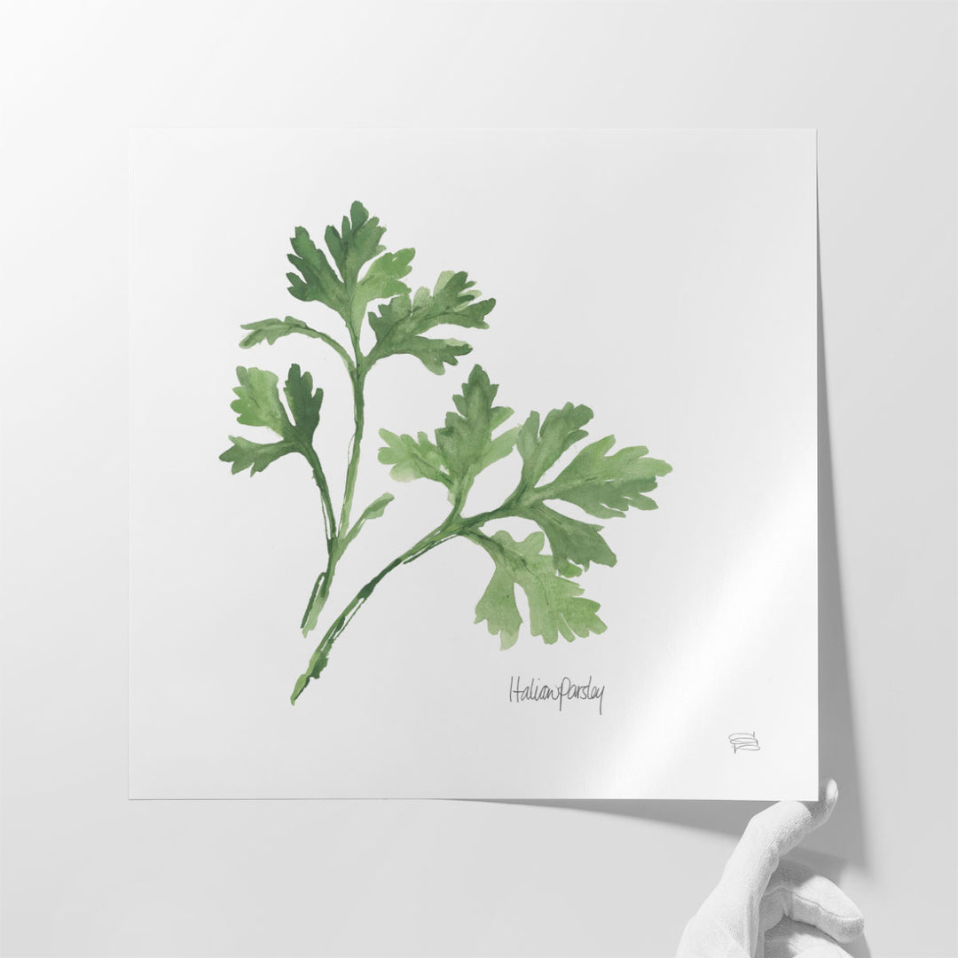 Italian Parsley - Canvas Print Wall Art