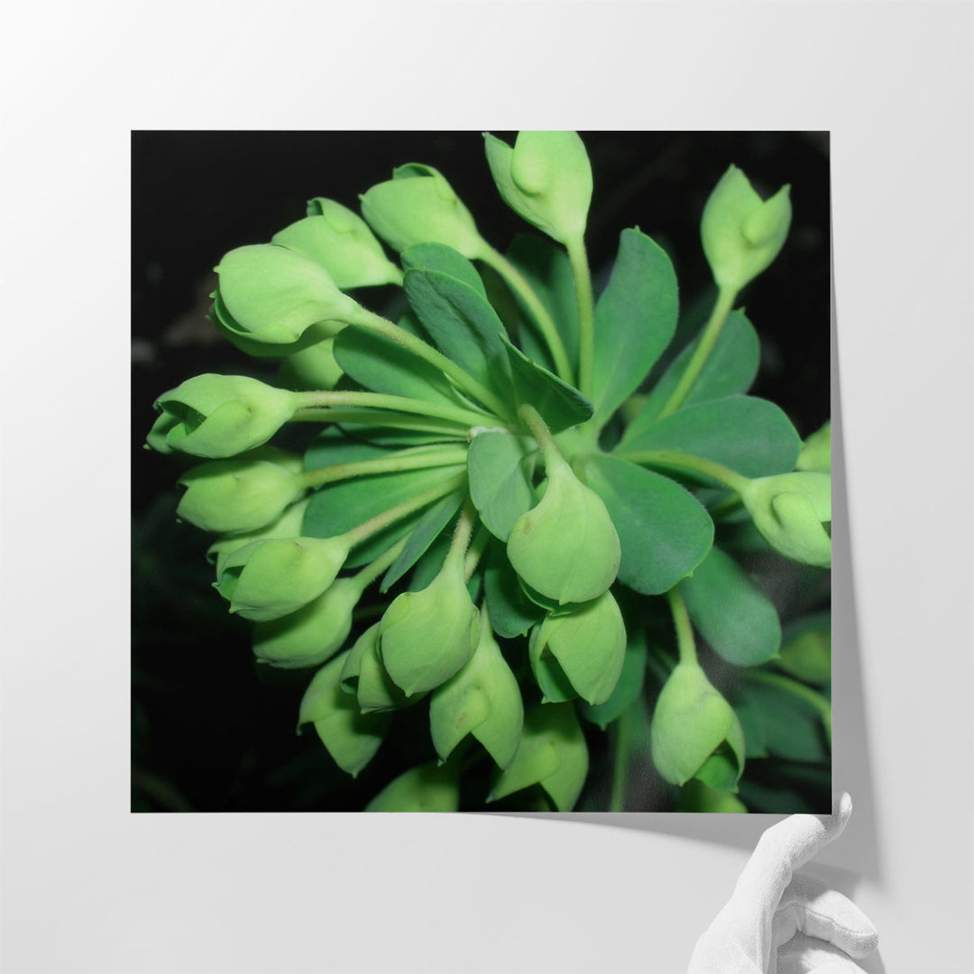 Succulence I - Canvas Print Wall Art