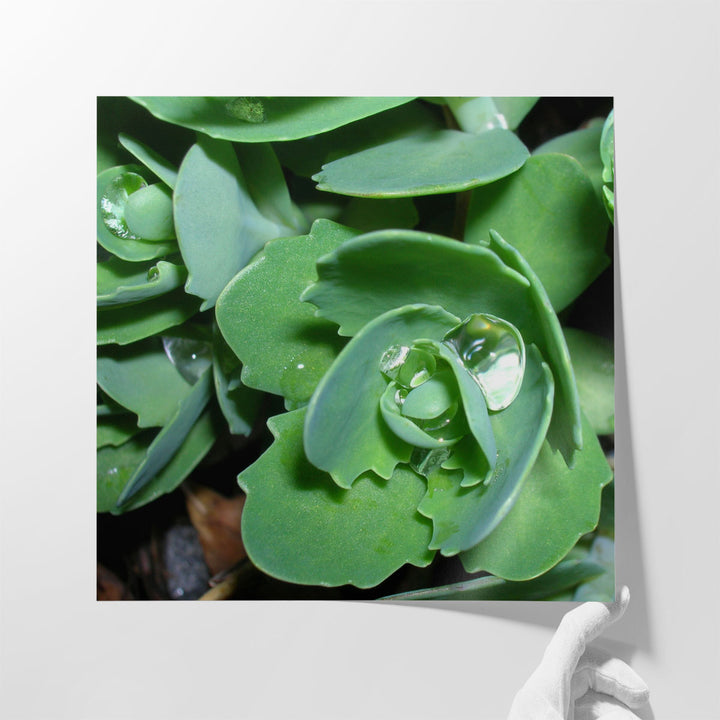 Succulence II - Canvas Print Wall Art