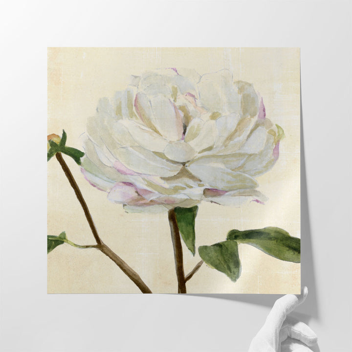 Peony in Bloom I - Canvas Print Wall Art