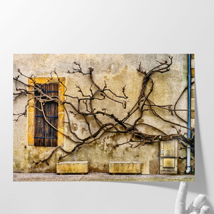 Vines Of Navarrenx - Canvas Print Wall Art