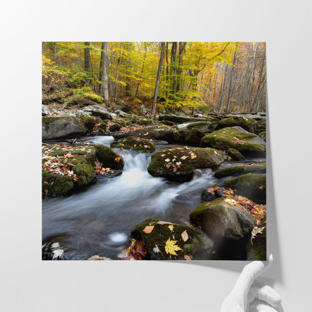 Autumn Rush - Canvas Print Wall Art