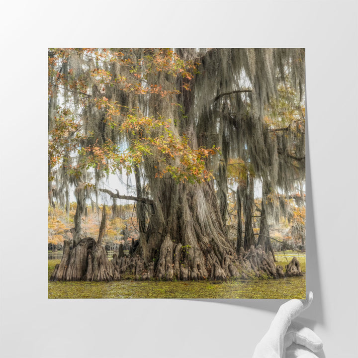 Bayou Light II - Canvas Print Wall Art