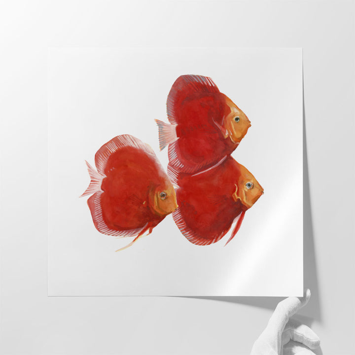 Discus Fish VI - Canvas Print Wall Art