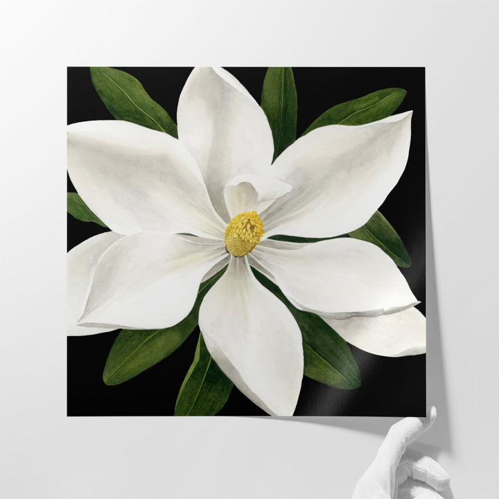 Midnight Magnolia I - Canvas Print Wall Art