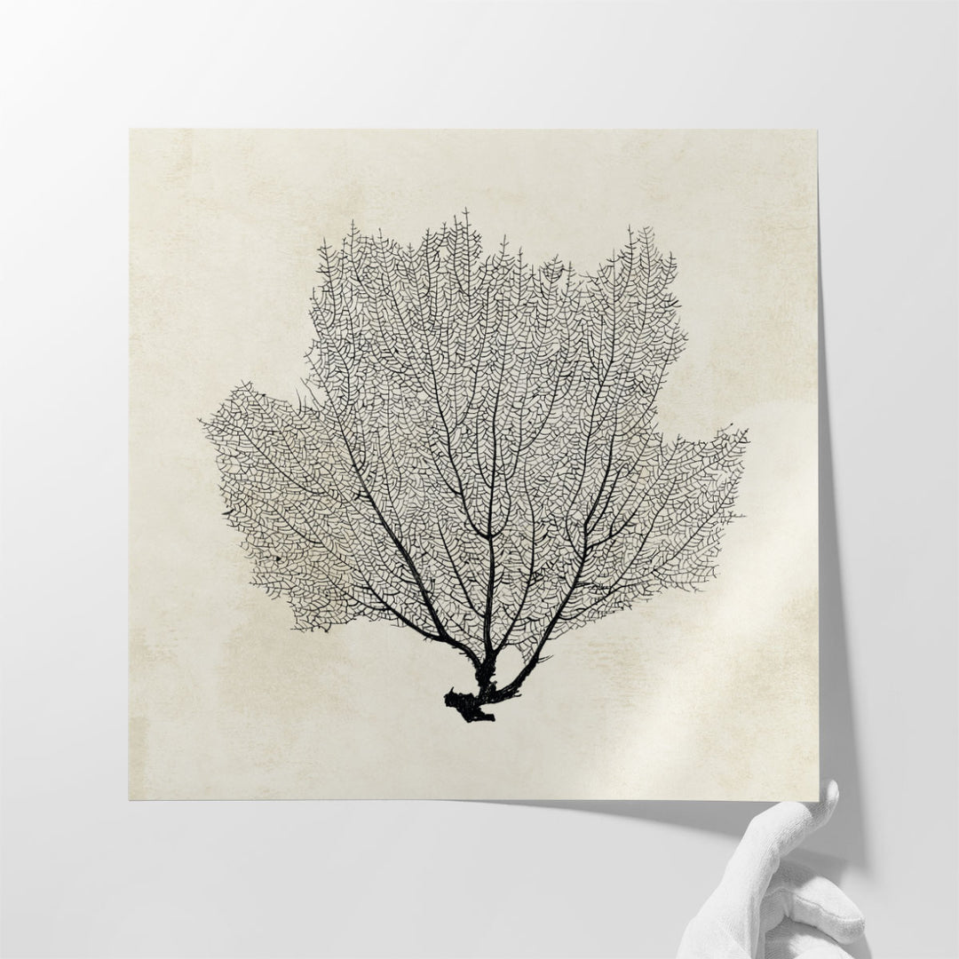 Sea Fan Sketch I Black And White - Canvas Print Wall Art