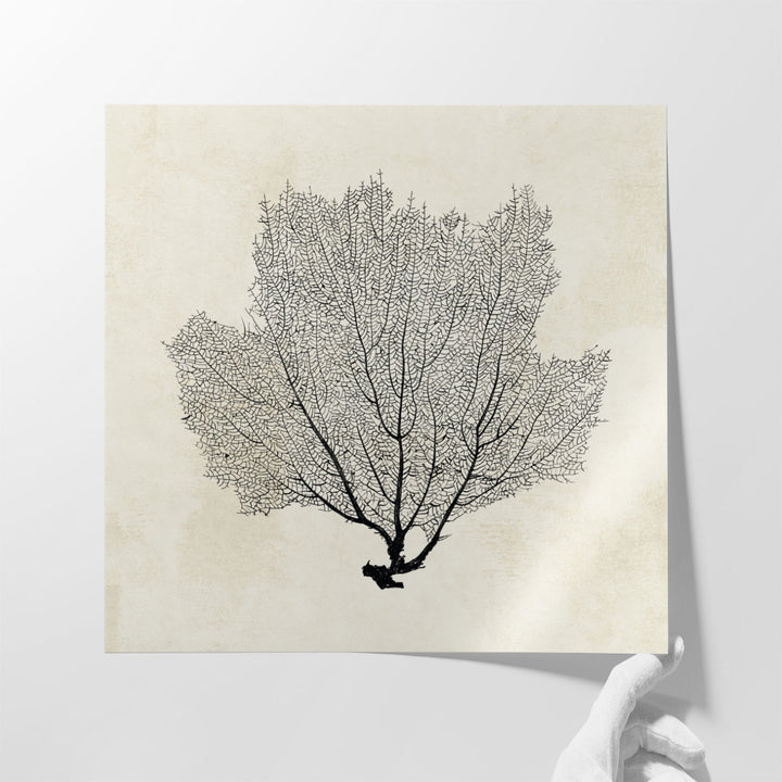 Sea Fan Sketch I Black And White - Canvas Print Wall Art