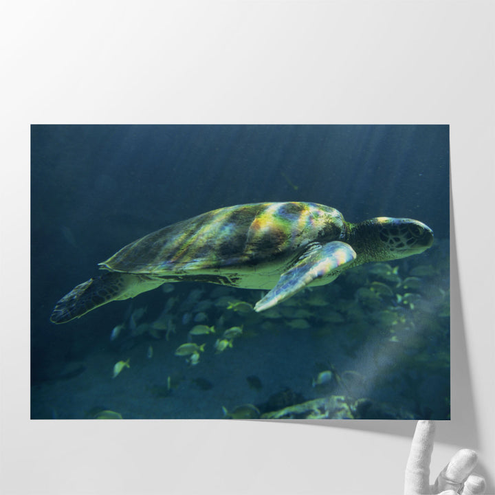 Aegean Sea Turtles I - Canvas Print Wall Art