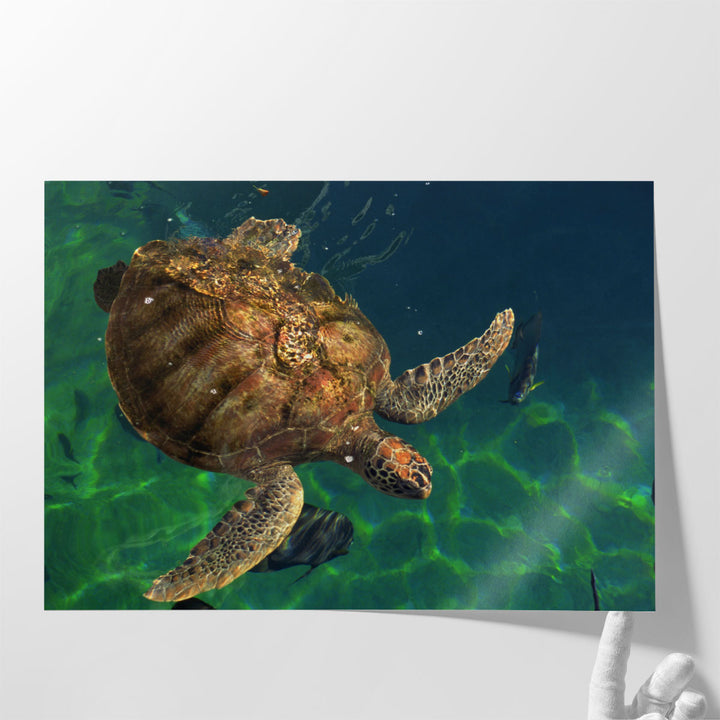 Aegean Sea Turtles III - Canvas Print Wall Art