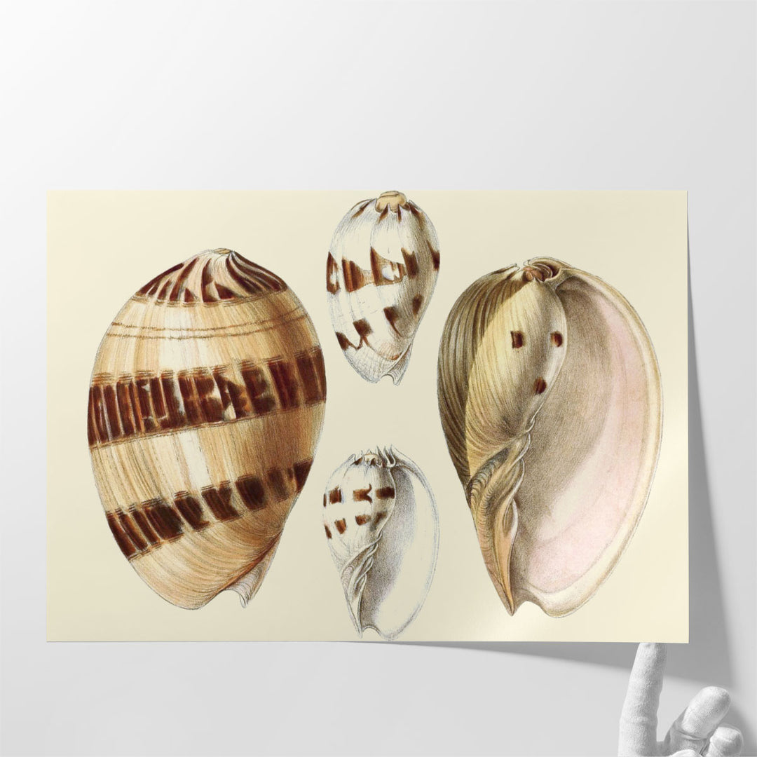 Splendid Shells VII - Canvas Print Wall Art