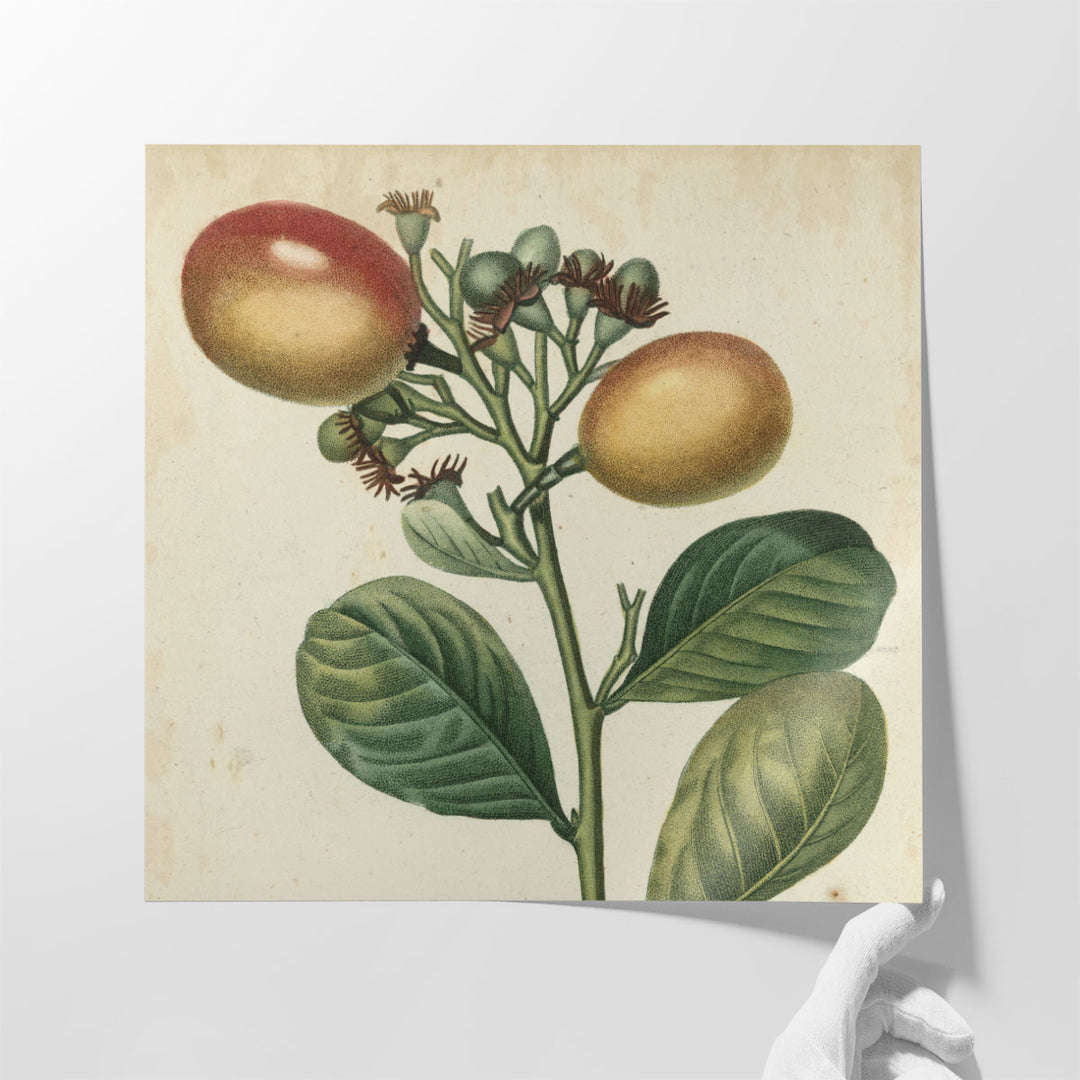 Garden Bounty I - Canvas Print Wall Art