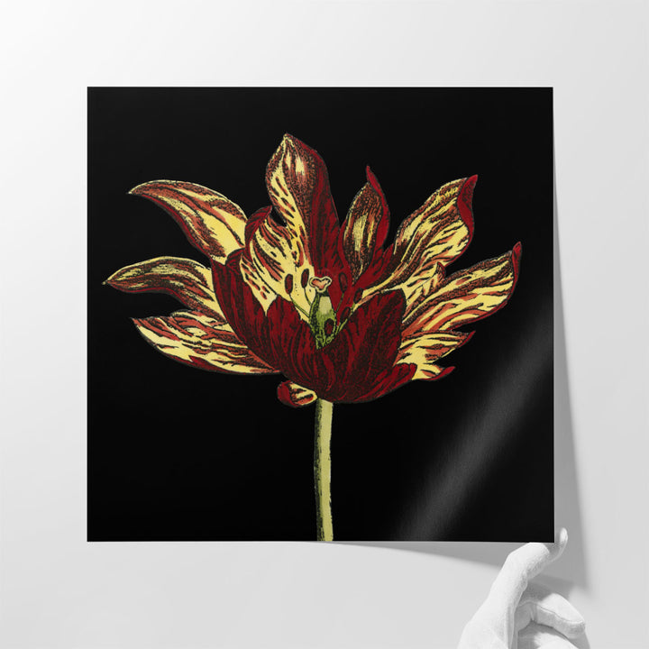 Natural Beauty on Black I - Canvas Print Wall Art