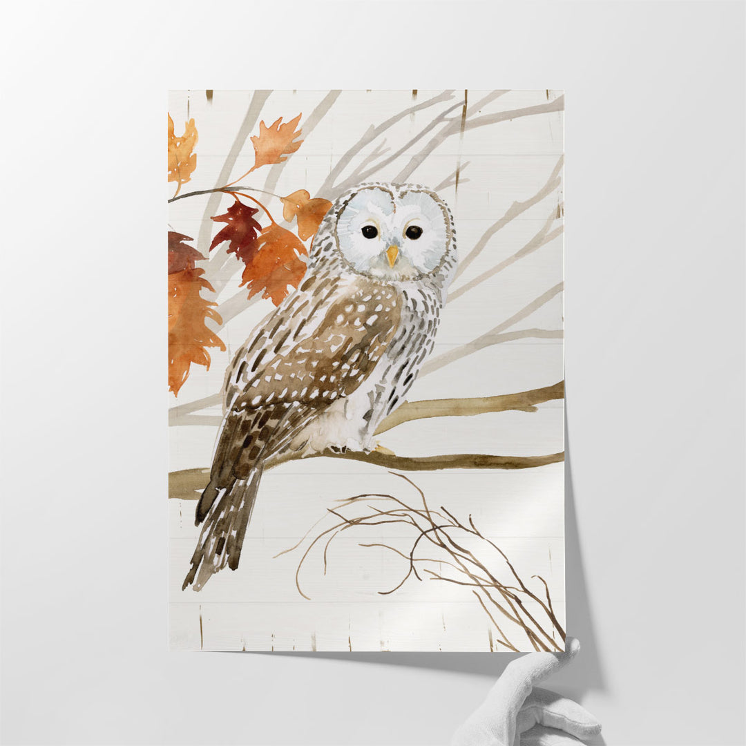 Harvest Owl I - Canvas Print Wall Art