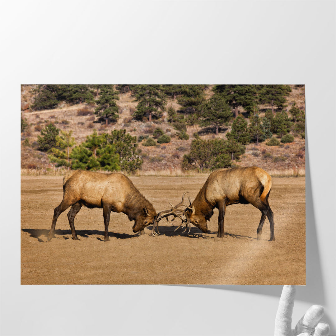 Two Elks I - Canvas Print Wall Art