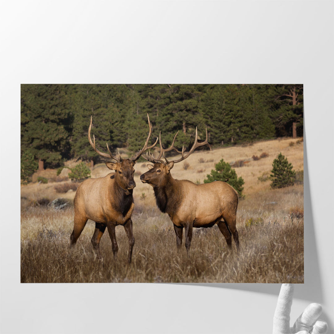 Two Elks II - Canvas Print Wall Art