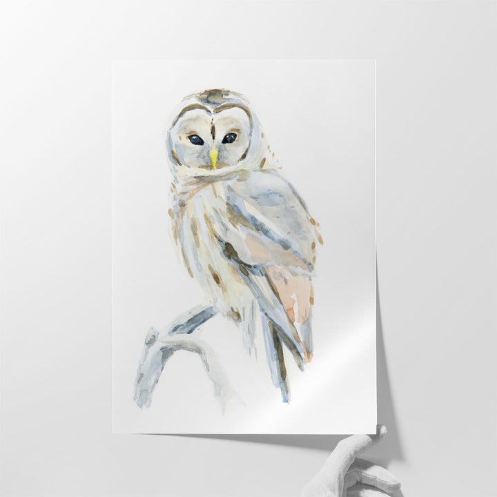 Arctic Owl II - Canvas Print Wall Art