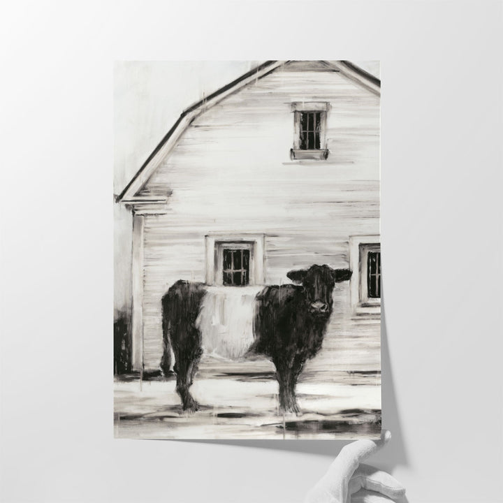 Belted Galloway I - Canvas Print Wall Art