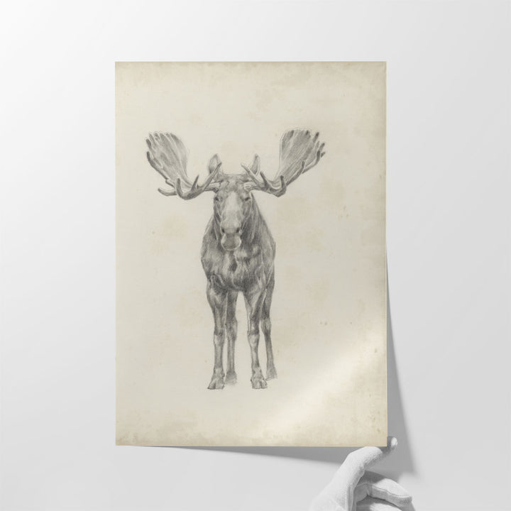 Moose Study - Canvas Print Wall Art