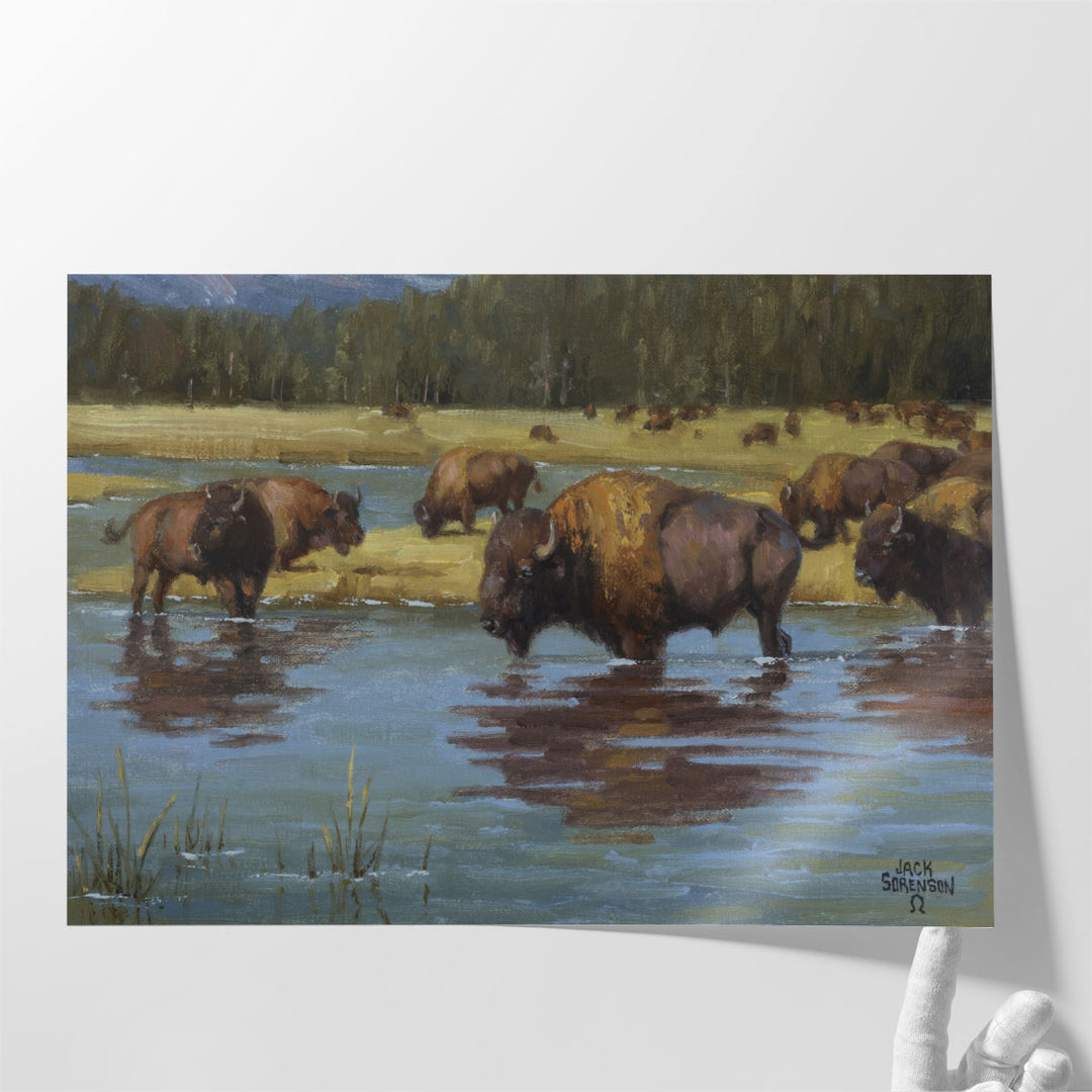 Buffalo Crossing - Canvas Print Wall Art