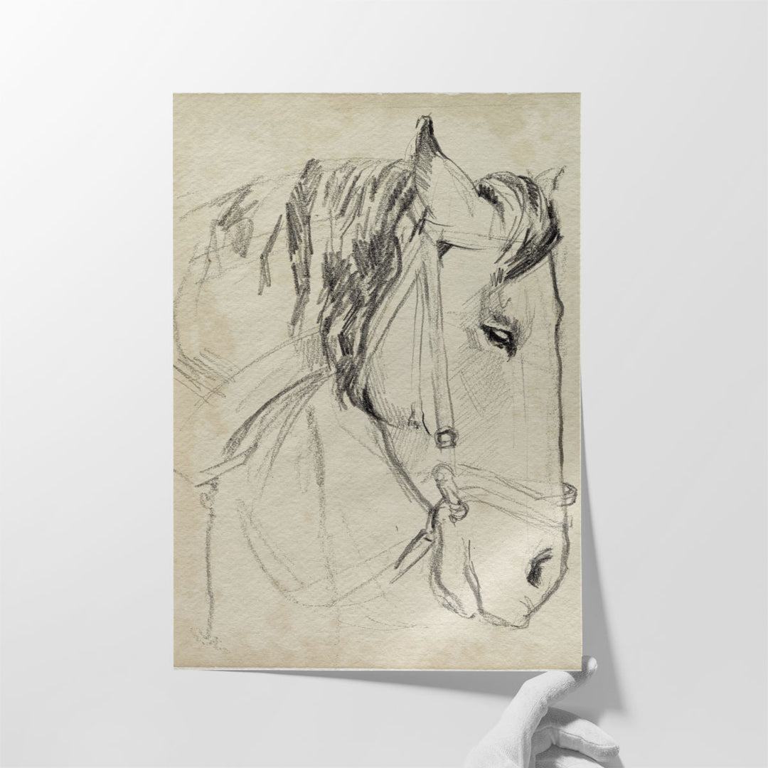 Horse in Bridle Sketch I - Canvas Print Wall Art