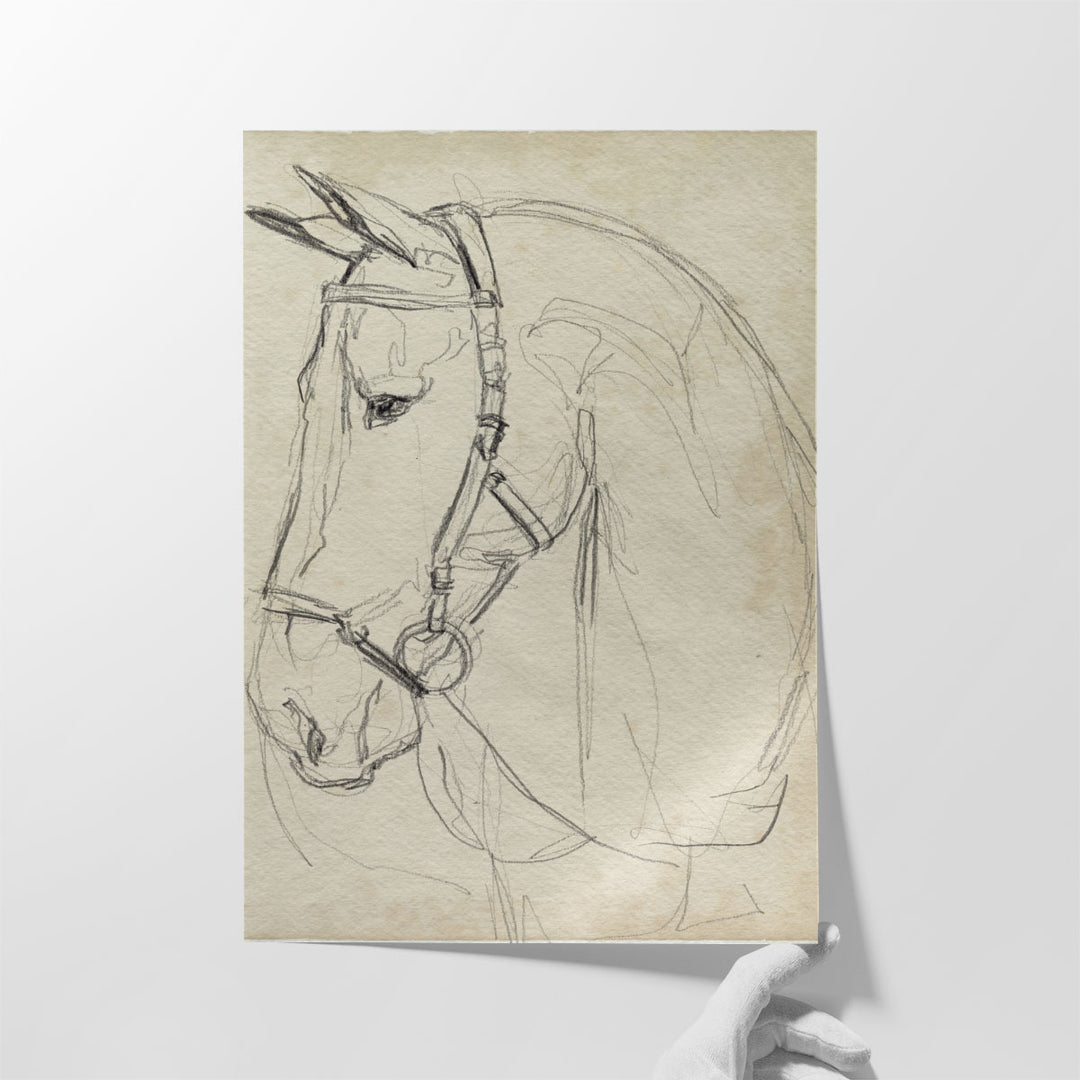 Horse in Bridle Sketch II - Canvas Print Wall Art