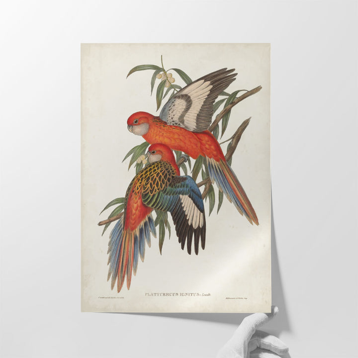 Tropical Parrots I - Canvas Print Wall Art