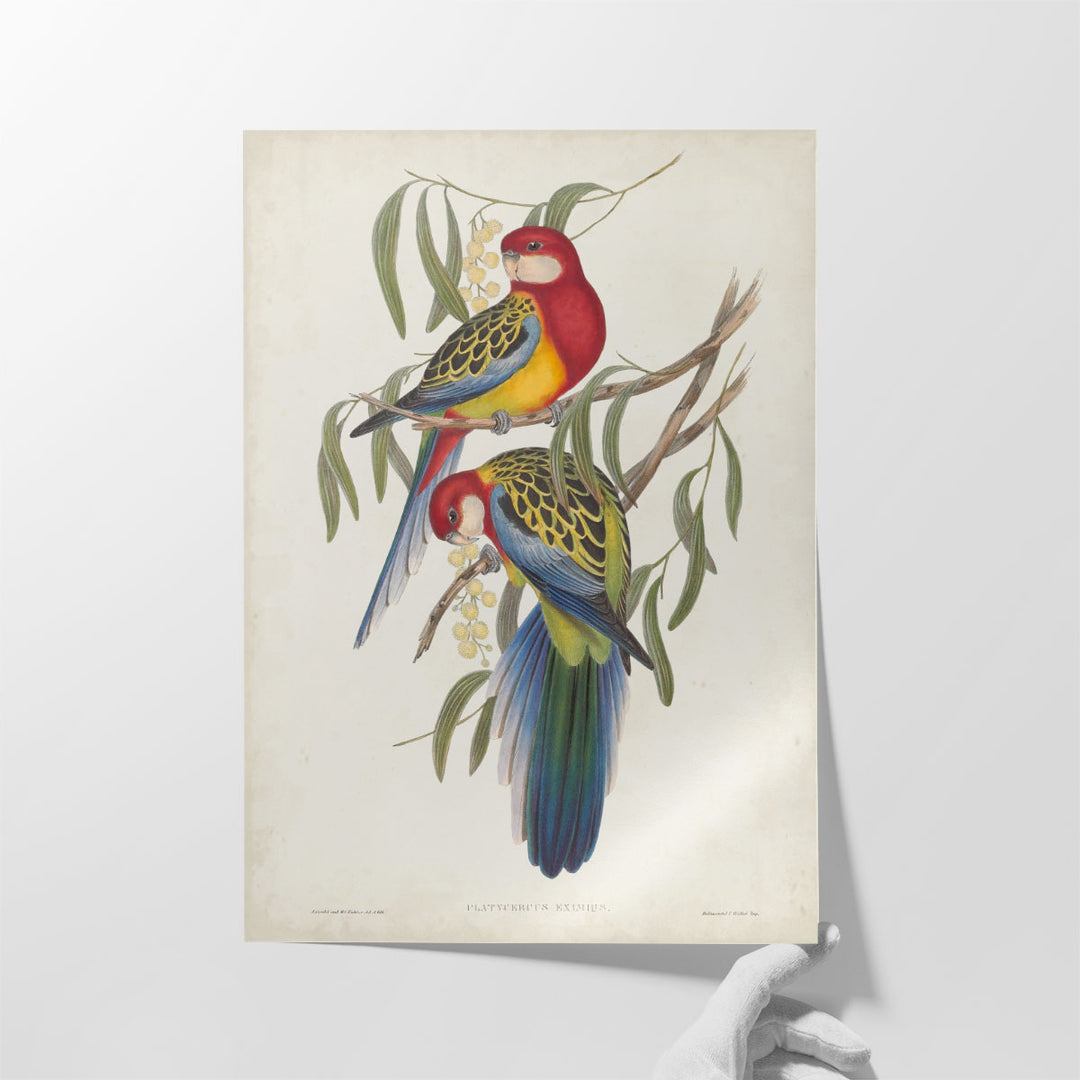 Tropical Parrots IV - Canvas Print Wall Art