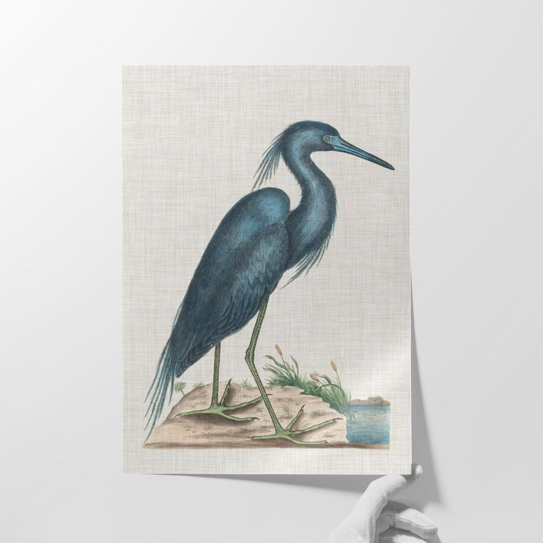 Catesby Heron II - Canvas Print Wall Art