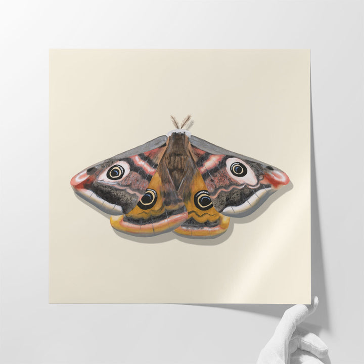 Watercolor Moths I - Canvas Print Wall Art