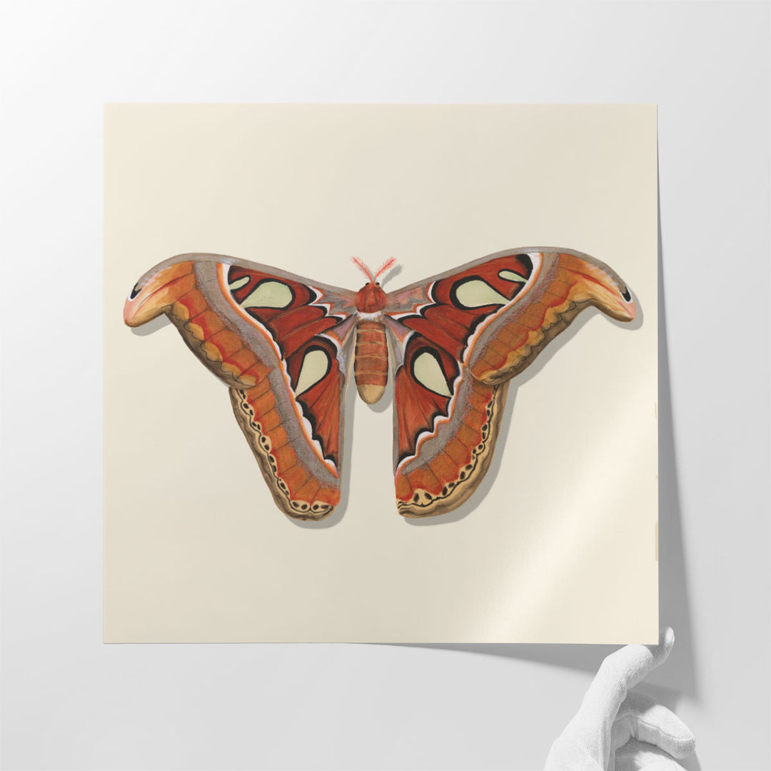 Watercolor Moths II - Canvas Print Wall Art