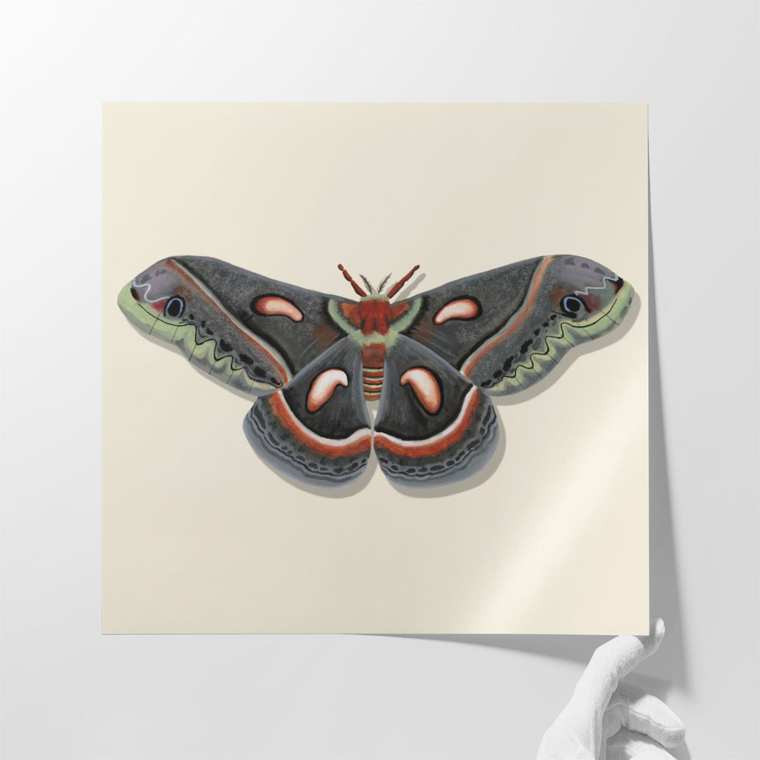 Watercolor Moths III - Canvas Print Wall Art